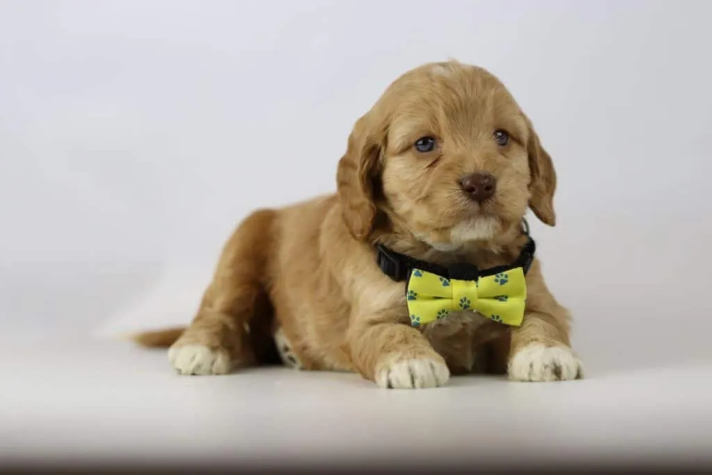 Erkende labradoodle-fokker