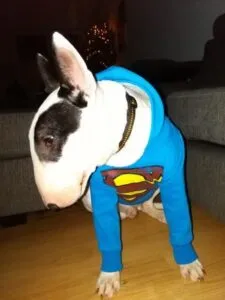 Thor- bull terrier 2 (kopie)