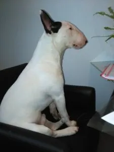 Thor- bull terrier 3 Thor- bull terrier (kopie)