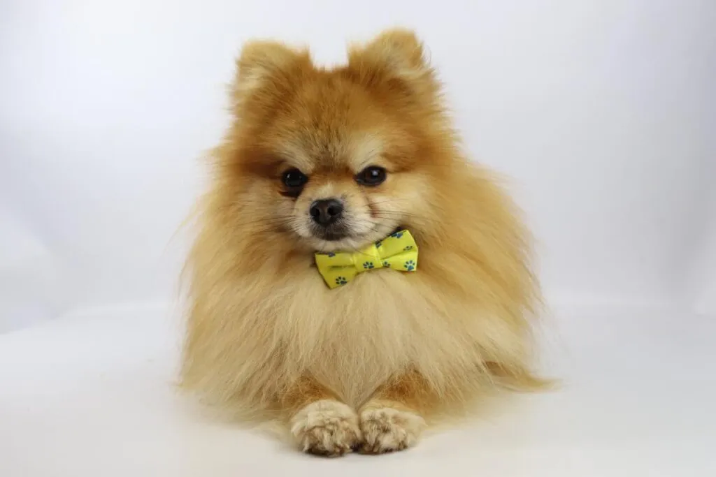 Dwarf spitz or pomeranian puppies for sale - buy spitz puppies, pomeranian from breeder 28 Pomeranian puppies belgian breeder