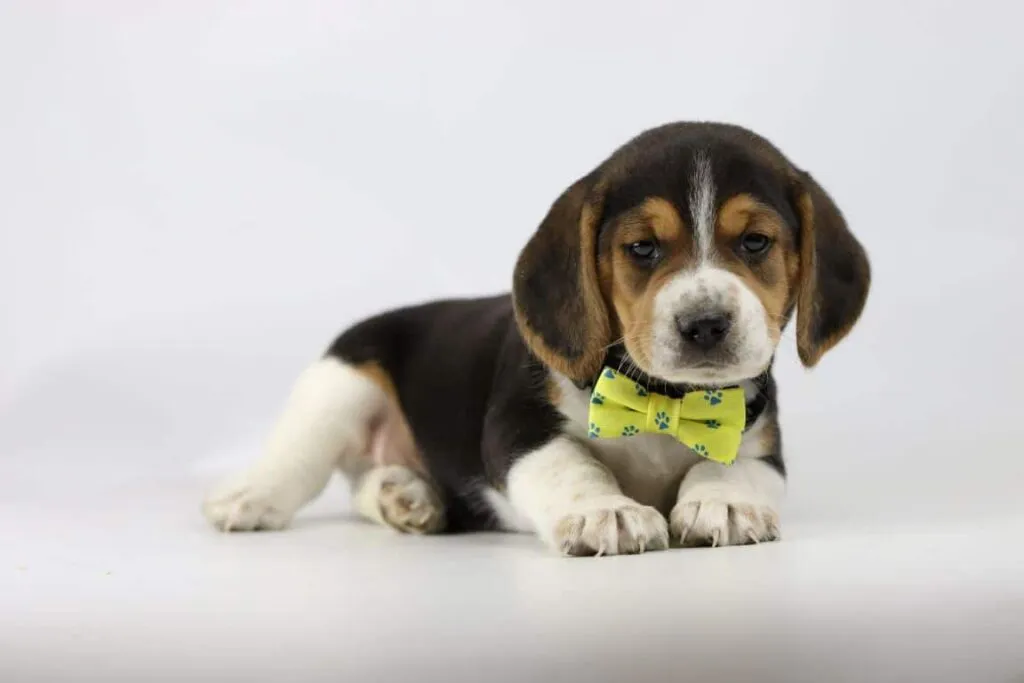 Leeftijd van een beagle: hoe oud wordt een beagle? 5 Beagle puppy opvoeden