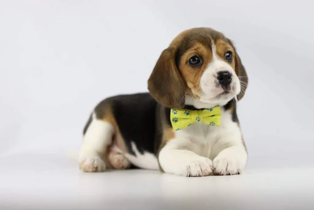 Leeftijd van een beagle: hoe oud wordt een beagle? 4 Zindelijk maken beagle