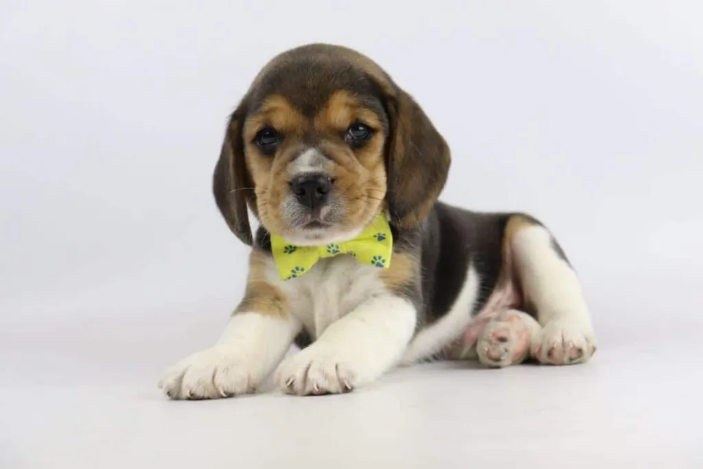 Leeftijd van een beagle: hoe oud wordt een beagle? 6 Beagle oefeningen