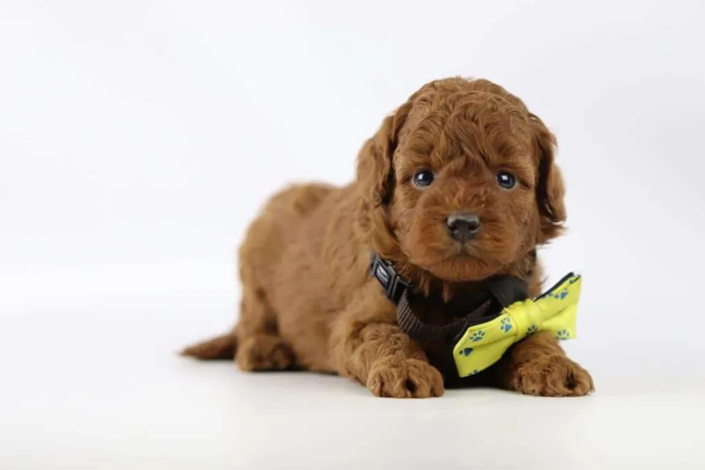 Dwergpoedel pups beschikbaar