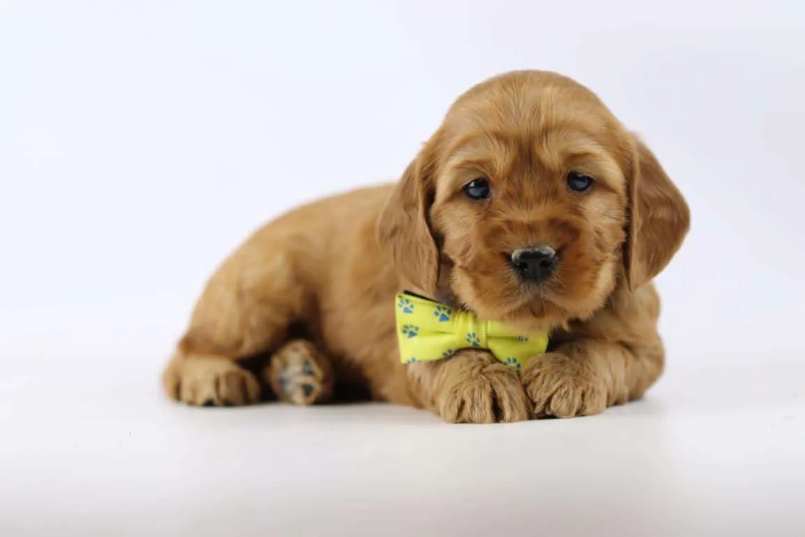 Cockapoo