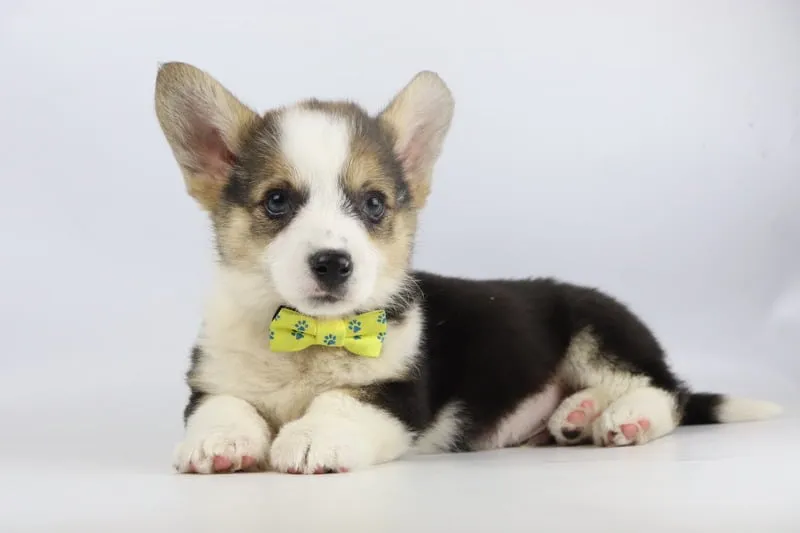 Welsh Corgi Pembroke