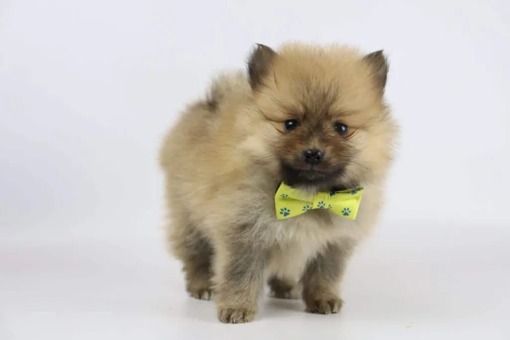 Dwarf spitz or pomeranian puppies for sale - buy spitz puppies, pomeranian from breeder 13 Miniature spitz puppies belgium