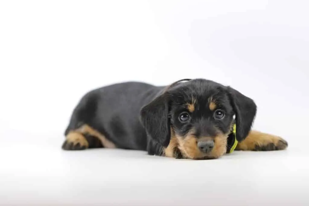 Dachshund puppies available