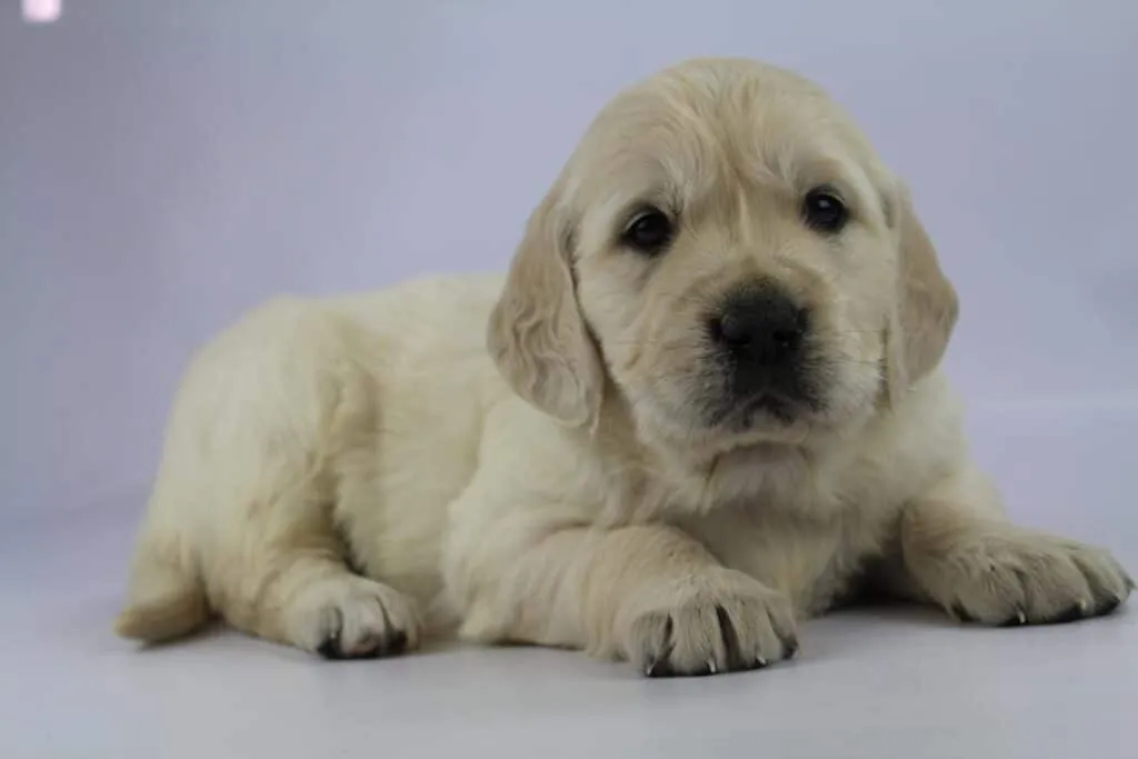 Golden retriever puppy - wat moet je weten 1 Golden retriever aankoopprijs