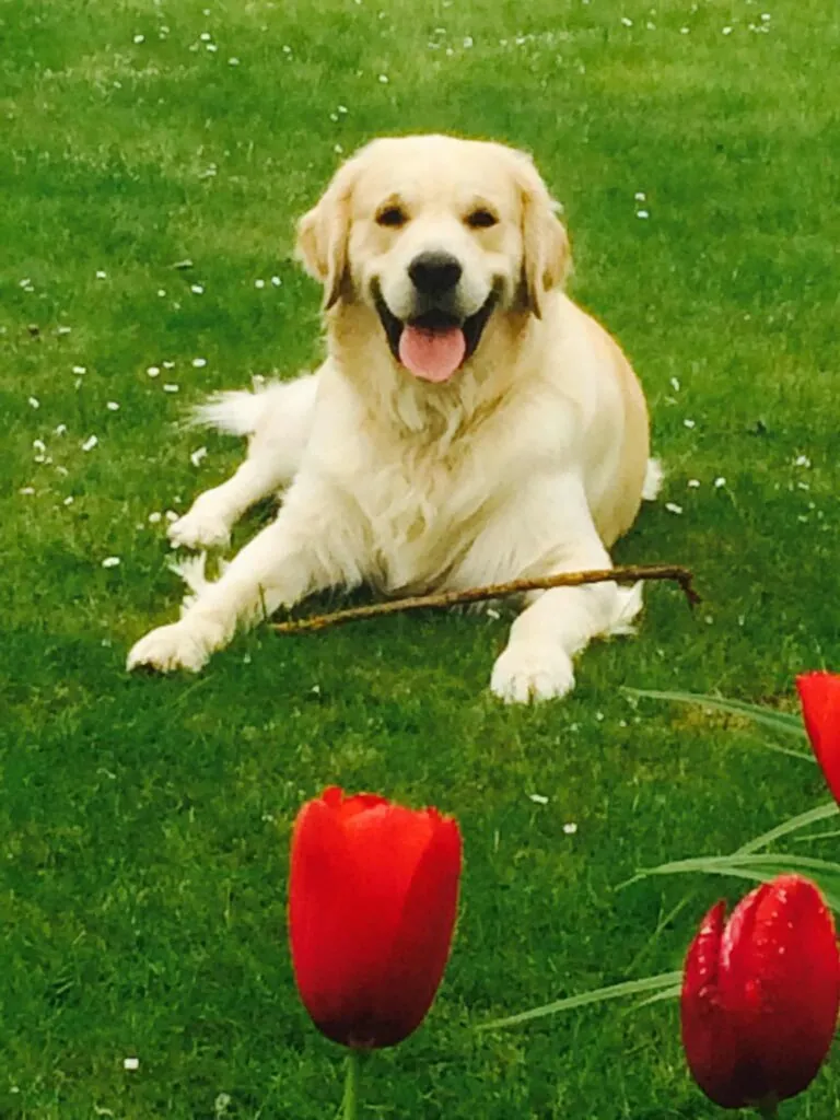 Chiot golden retriever - ce que vous devez savoir 3 Golden retriever training