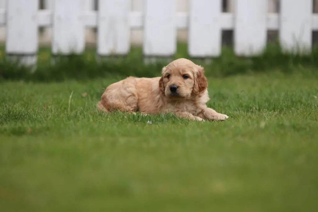 Goldendoodle karakter: wat je moet weten over dit vriendelijke ras 4 Goldendoodle levensverwachting