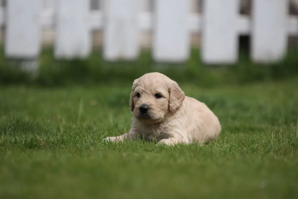 Goldendoodle pups prijs