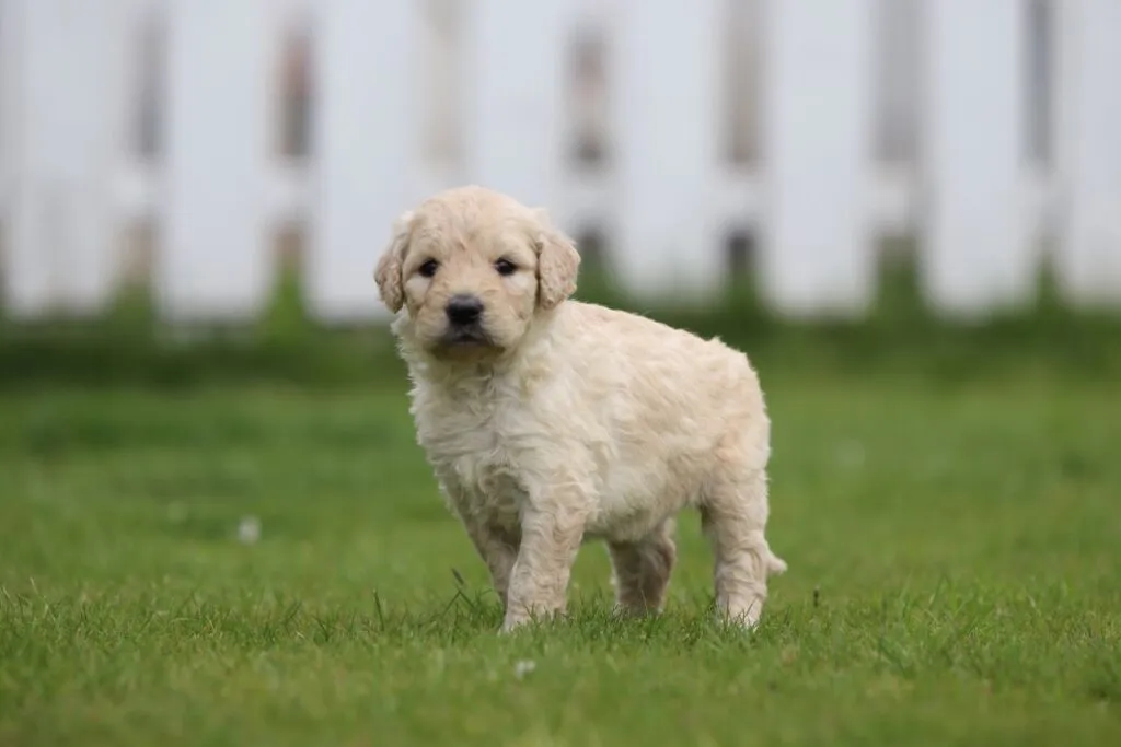 Prijs goldendoodle puppy