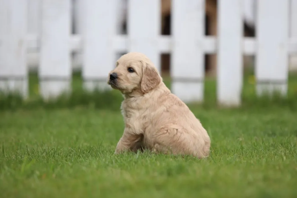 Goldendoodle-welpen zum verkauf 11 Goldendoodle puppies te koop