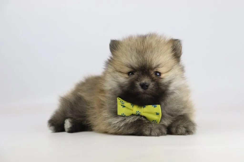 Dwarf spitz or pomeranian puppies for sale - buy spitz puppies, pomeranian from breeder 15 Pomeranian breeder belgium