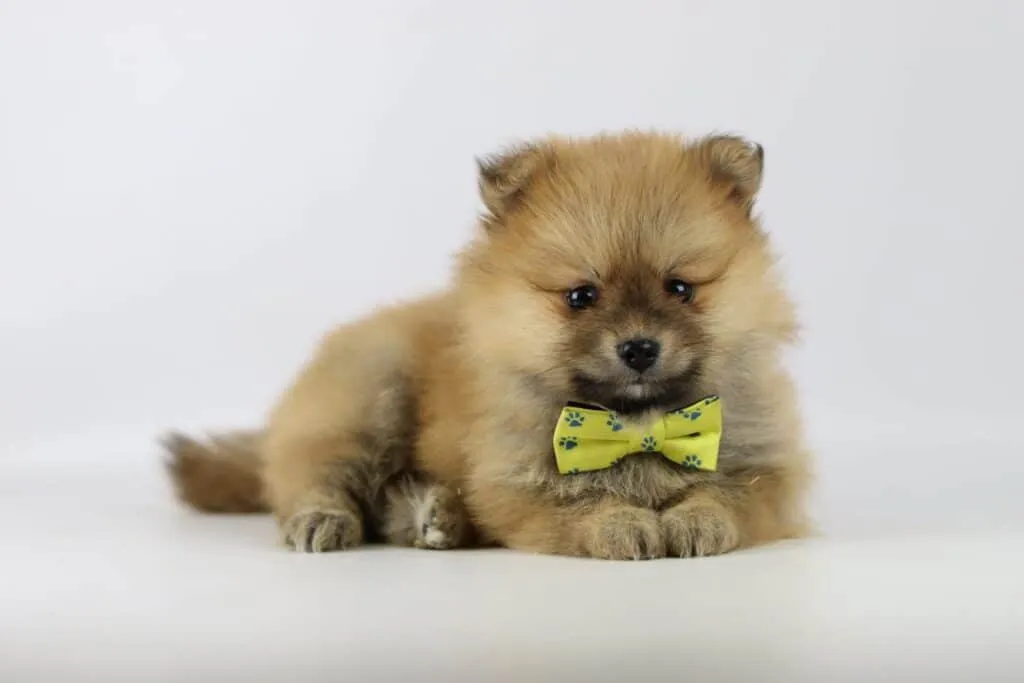 Dwarf spitz or pomeranian puppies for sale - buy spitz puppies, pomeranian from breeder 17 Miniature spitz puppies for sale