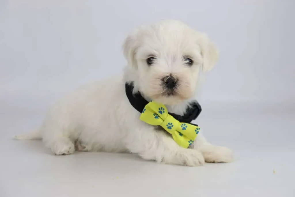Maltezer pups te koop