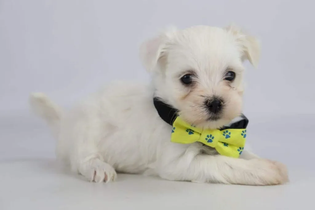 Chiots bichon maltais à vendre – guide d'information sur la race canine! 12 Chien maltais