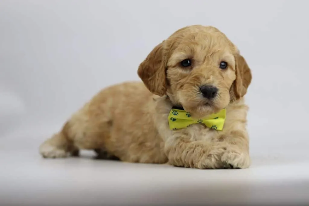 Labradoodle-welpen zu verkaufen – informationen von einem in belgien anerkannten züchter 17 Labradoodle pups kopen belgië