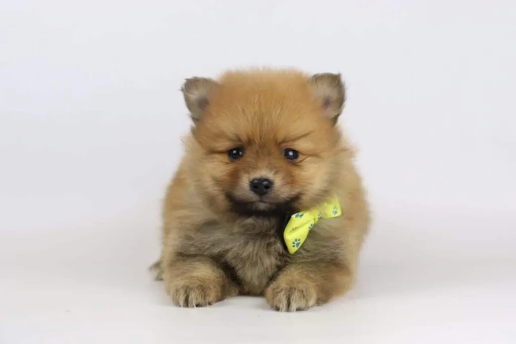 Quel est le prix d'un chiot poméranien? 3 Prix poméranien chien