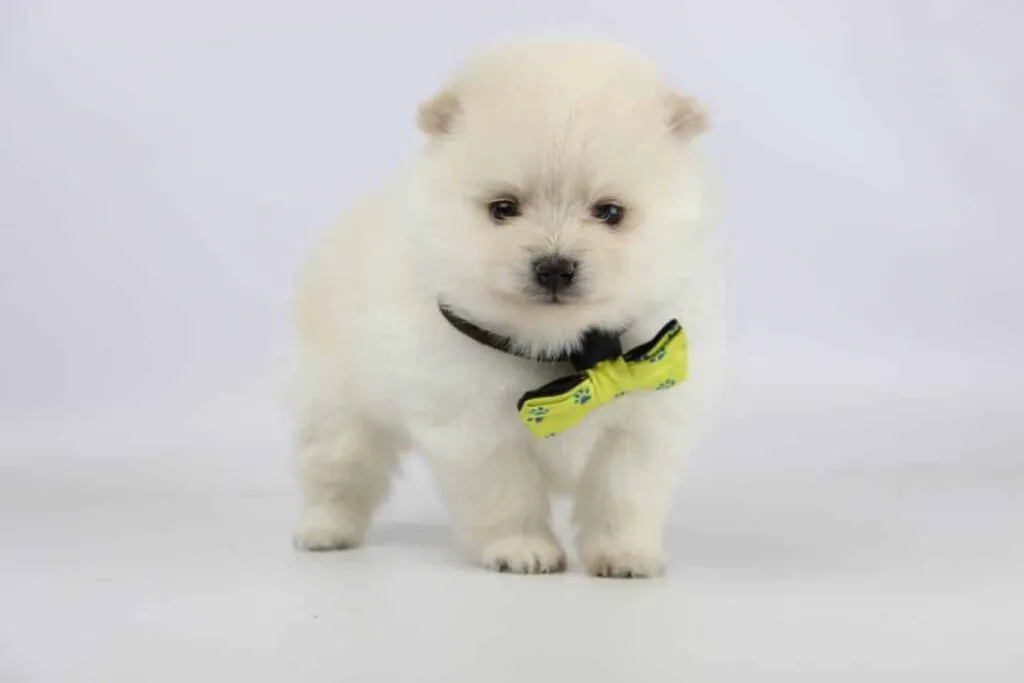 Dwarf spitz or pomeranian puppies for sale - buy spitz puppies, pomeranian from breeder 27 Miniature spitz breeder belgium