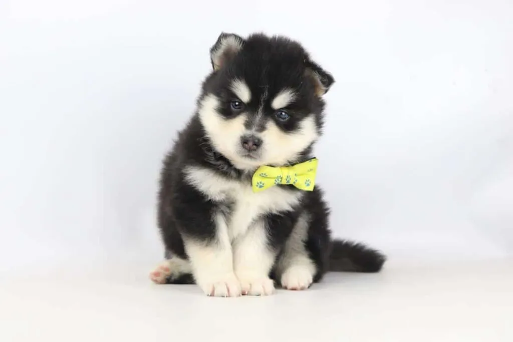 Pomsky - een liefdevolle viervoeter 1 Pomsky temperament