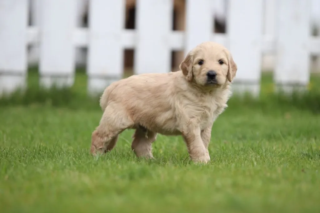 Prijs goldendoodle? 5 Goldendoodle prijs nederland