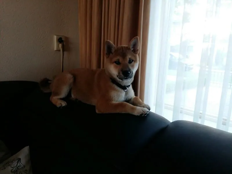 Un shiba inu joueur courant avec énergie dans un parc verdoyant, en plein bond pour attraper une balle colorée. La robe du chien flotte au vent et son regard est concentré. Des rayons de soleil filtrent à travers les arbres et créent une atmosphère joyeuse et dynamique.