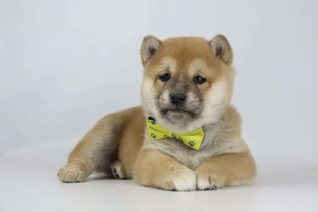 betekenisvolle shiba inu namen