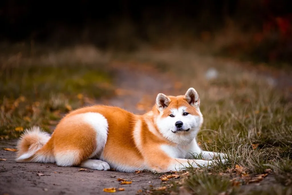 What is the difference between shiba inu and akita inu? 3 Shiba inu akita behavior