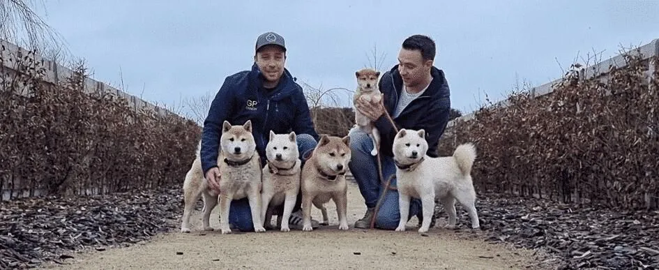 Shiba inu welpen preis
