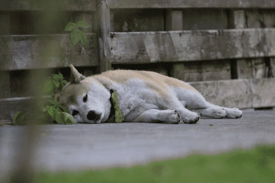 Shiba inu pups te koop - belgische fokker / kennel woefkesranch 3 Shiba inu pups