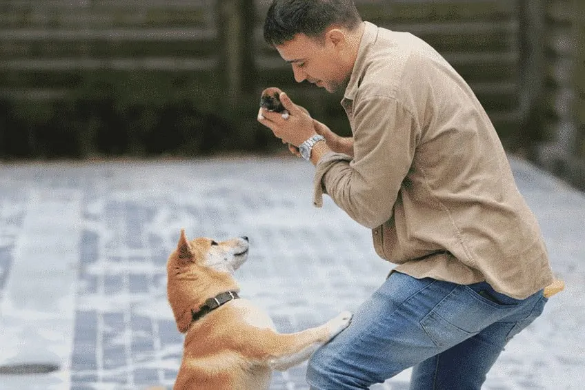 Shiba inu woefkesranch