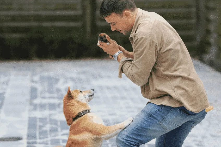Shiba inu woefkesranch