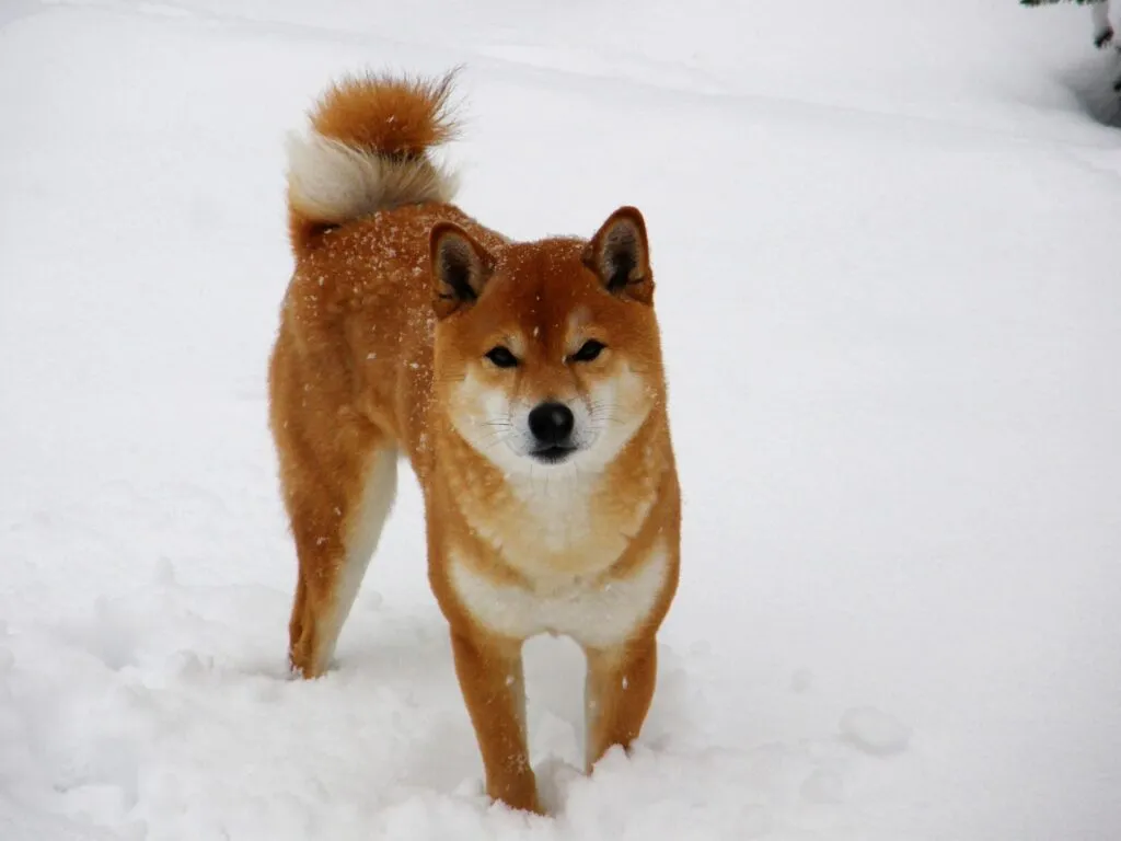 What is the difference between shiba inu and akita inu? 1 Shiba inu and akita differences