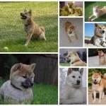 Lijst met japanse shiba inu namen 2 Shiba inu