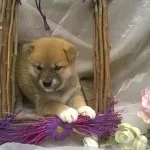 Lijst met japanse shiba inu namen 1 Shiba-inu-reu-6423