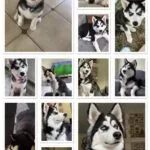 Husky - belle 8