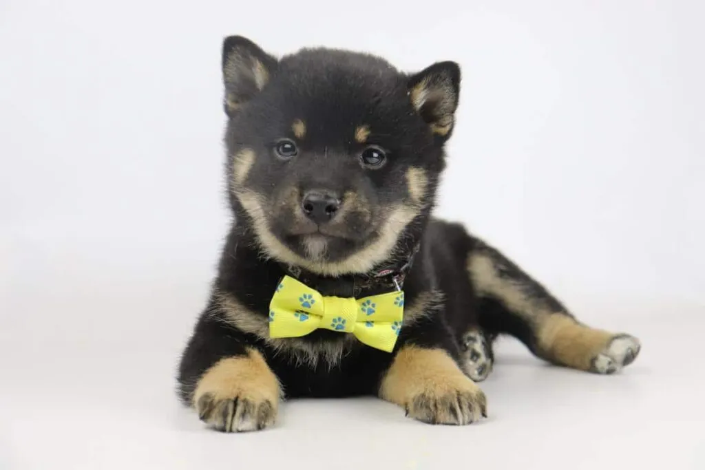 Shiba inu nestjes verwacht 2026 3 Shiba inu fokker