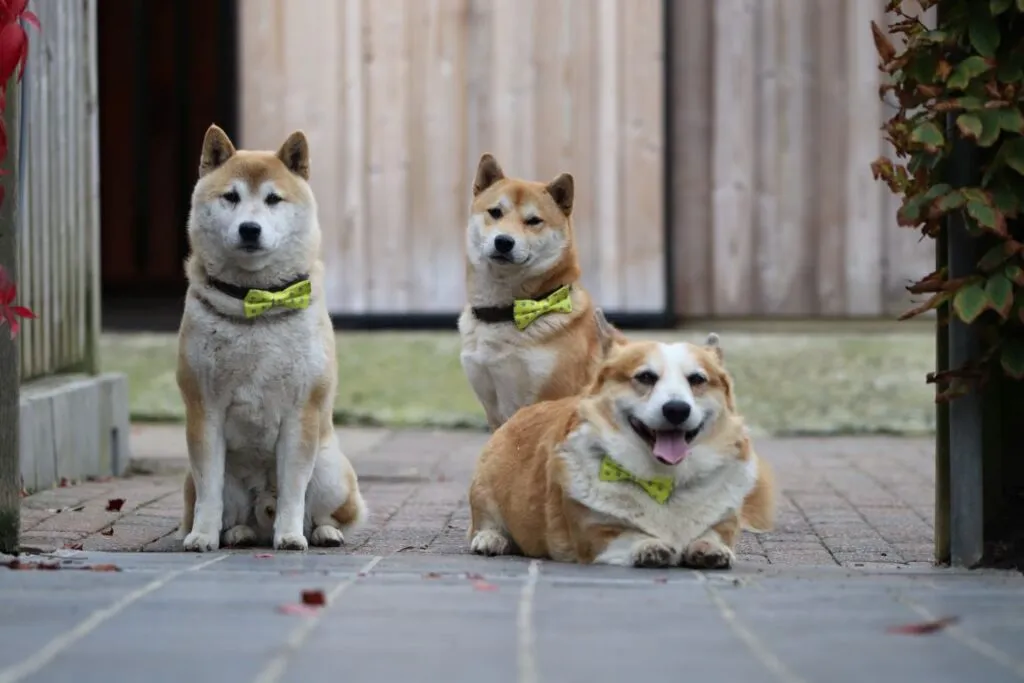 Shiba inu alternativen