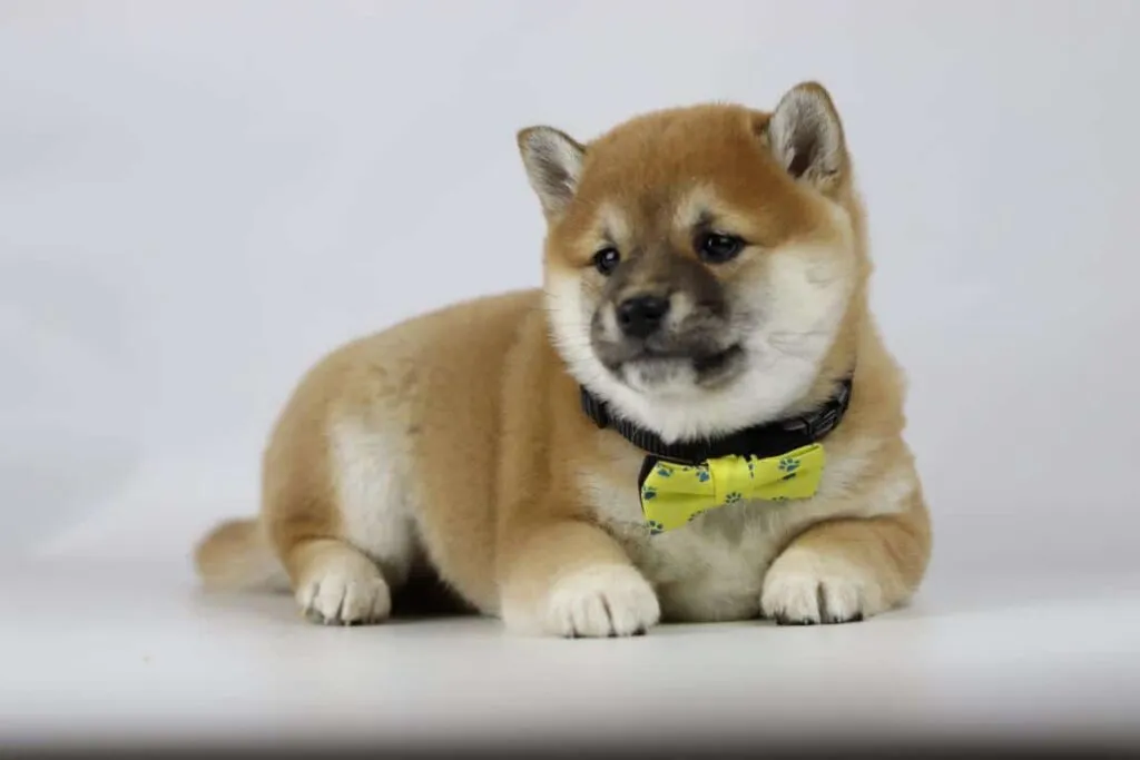 Shiba inu welpen zu verkaufen - belgischer züchter / zwinger woefkesranch 8 Shiba inu welpe