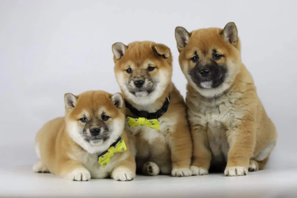 Shiba inu welpen zu verkaufen - belgischer züchter / zwinger woefkesranch 7 Shiba inu welpen