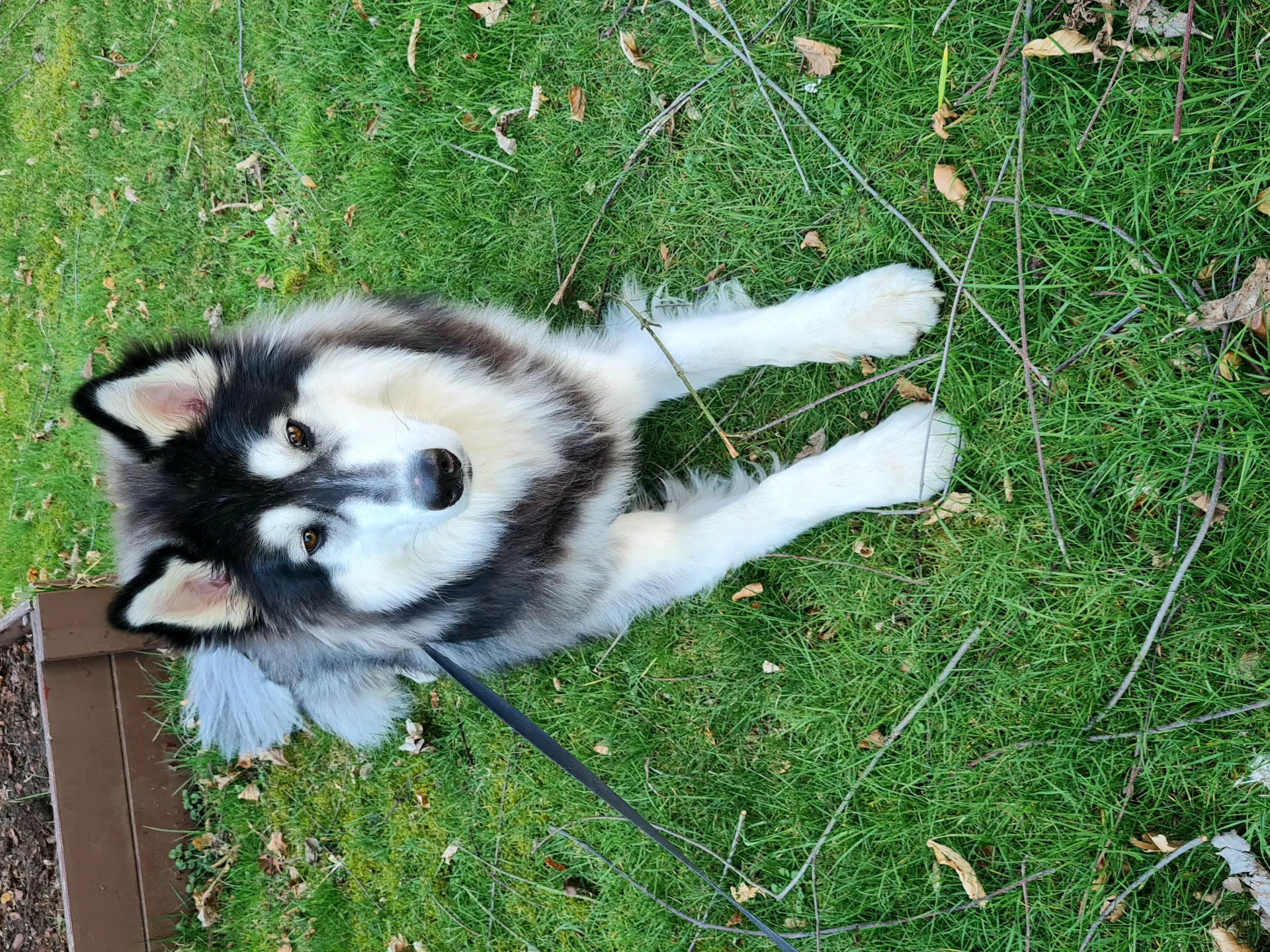 Husky - akamaru 6