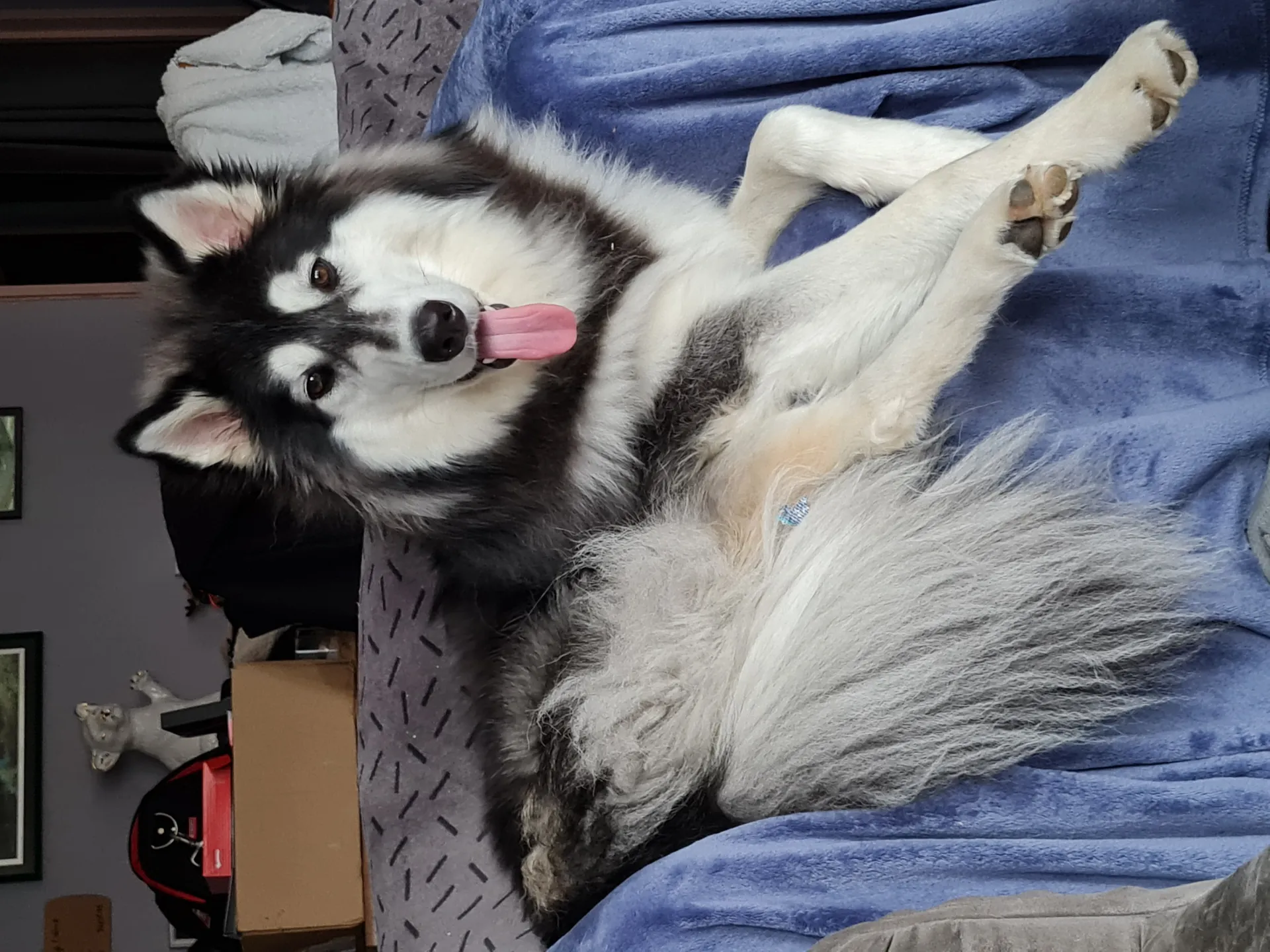 Husky - akamaru 5