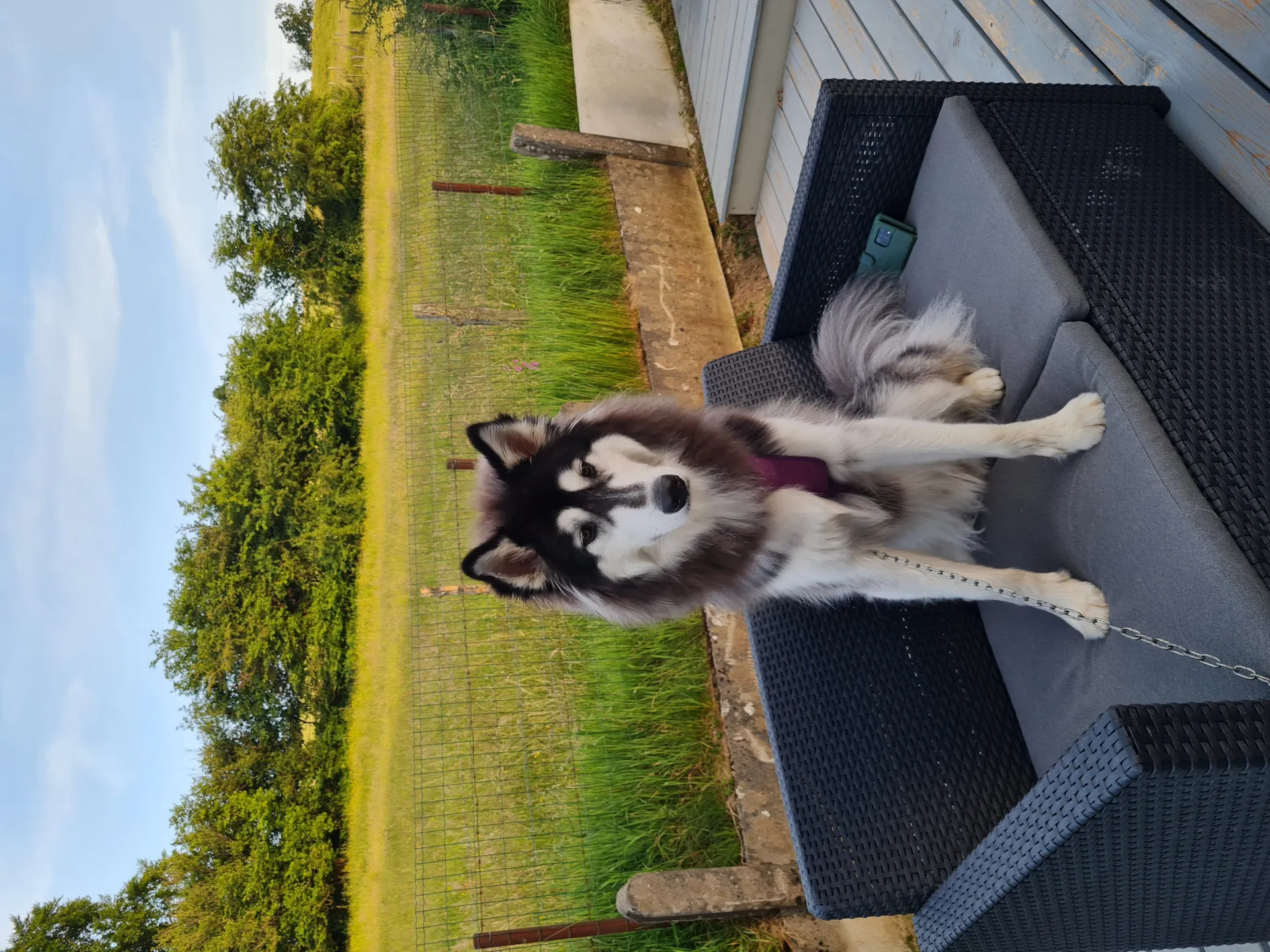 Husky - akamaru 4