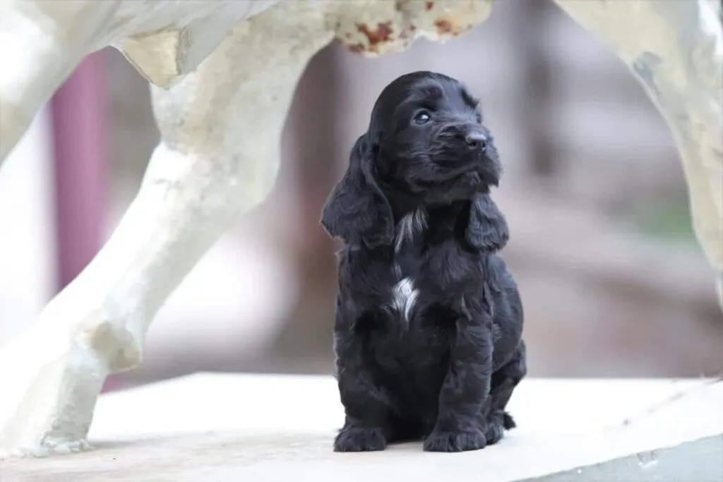 Engelse cocker spaniel puppies