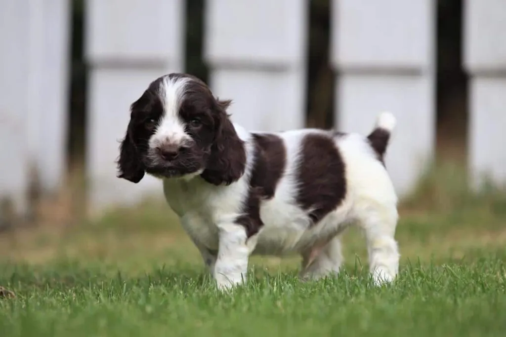 Engelse cocker nestjes 2025 3 Engelse cocker spaniel fokker