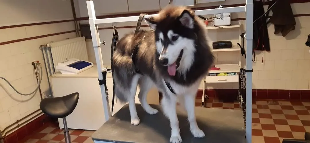 Husky - akamaru 7