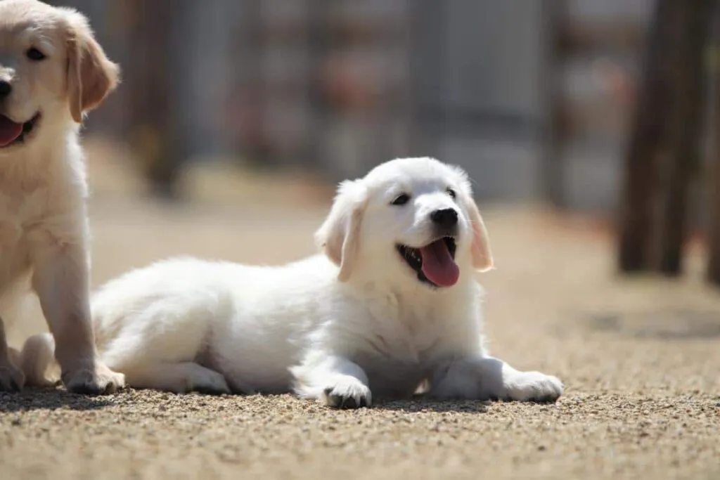 Golden retriever verzorging