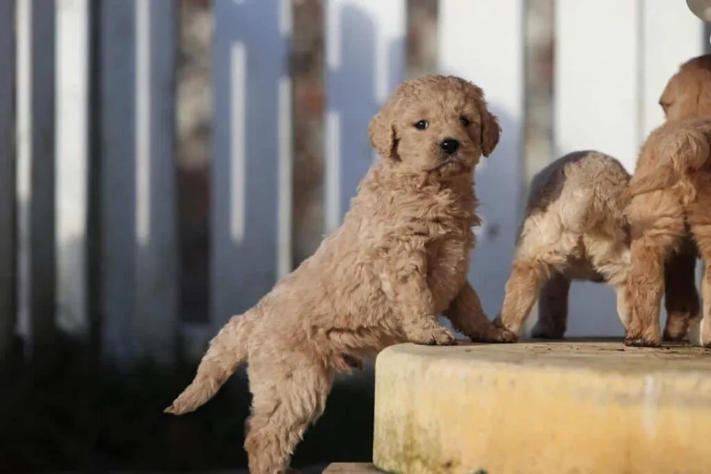Goldendoodle karakter: wat je moet weten over dit vriendelijke ras 3 Goldendoodle verzorging